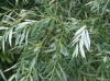 White willow bark extract White willow bark extract